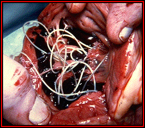 heartworm_blood
